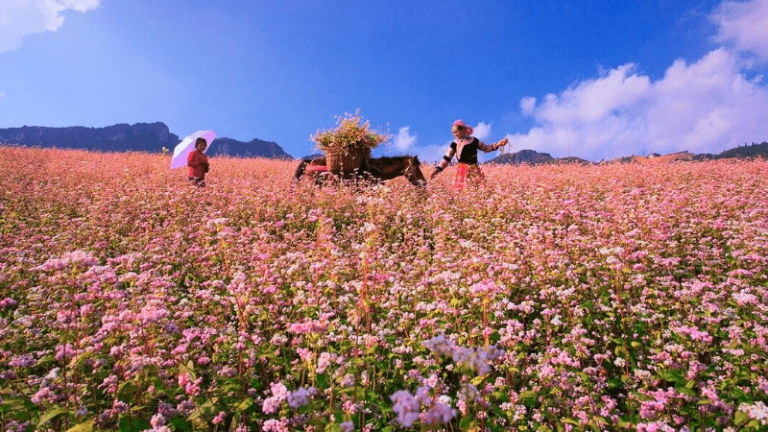 Ha Giang Travel