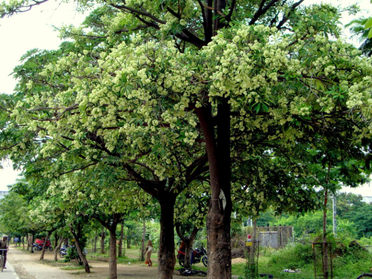 Hanoi in September