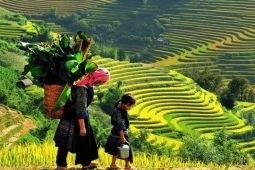 Hanoi - Nghia Lo - Mu Cang Chai Route