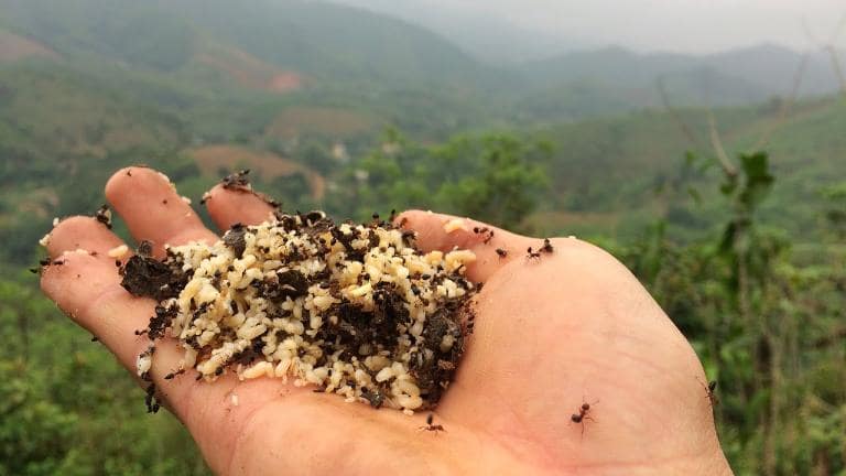 Ant egg sticky rice is seasonal as ant eggs are only available at certain times of the year.