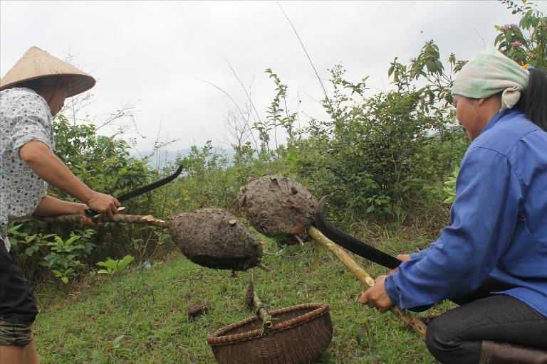 The peak season for ant egg sticky rice is during late spring, from March to April.