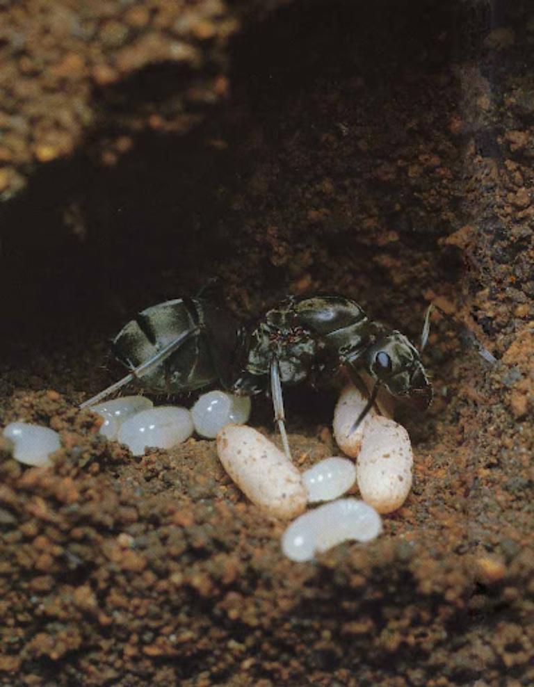 Ant eggs are carefully washed, seasoned, and stir-fried before being added to the sticky rice.