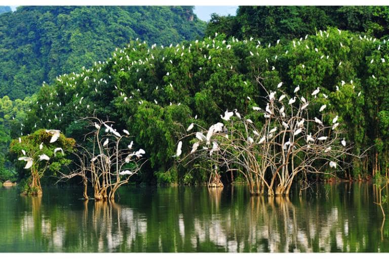 Enjoy bird watching at Thung Nham Bird Garden, where flocks of birds return to roost in the forest at sunset.