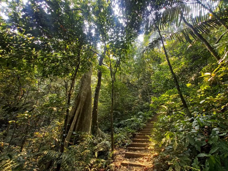 Adventure in Cuc Phuong National Park and explore trails that are home to 1,800 plant species and rare animals.