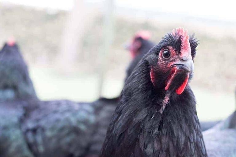 Black chicken, also known as "Silkie" and "Ayam Cemani," is famed for its striking black hue