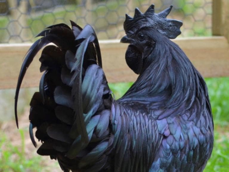 A rare breed, black chicken thrives in Sapa’s mountainous regions with free-range farming.