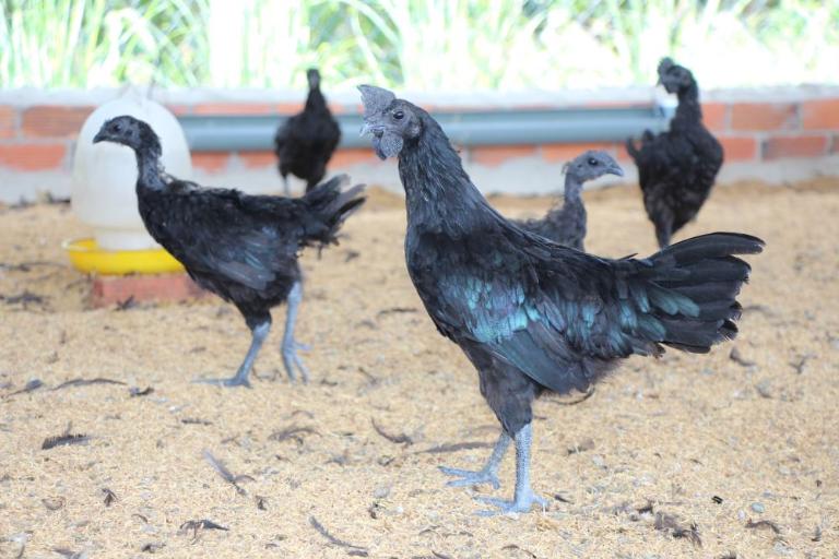 Black chicken stands out with black feathers, skin, bones, and even internal organs!