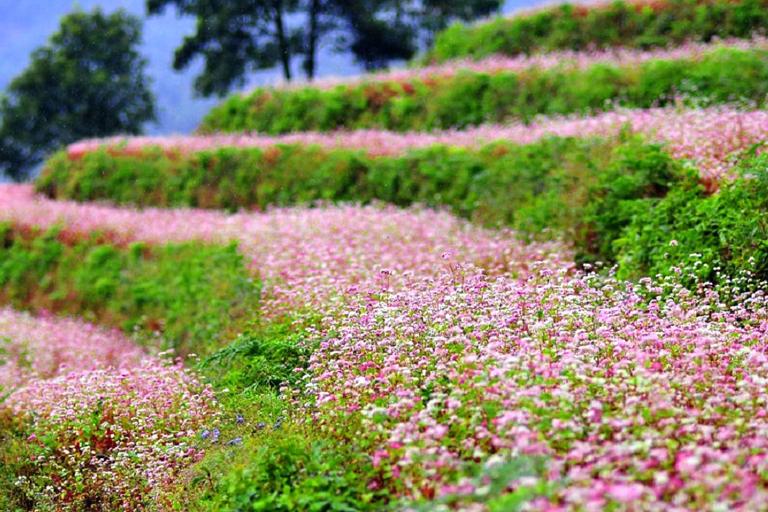 Fields of buckwheat flowers create a breathtaking view in Vietnam’s northern mountains.