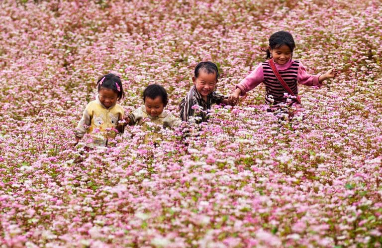 From mid-September to early November, Ha Giang’s buckwheat flowers transform from white to pink, then purple-red.