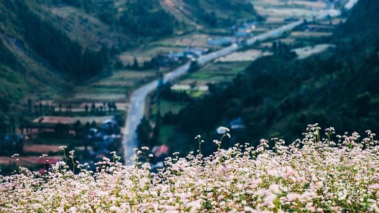 Sung La Village's Buckwheat Flower Valley captivates with vibrant blooms against stunning mountain scenery.