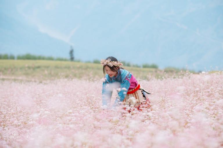 Take in the beauty of buckwheat flowers blooming at the foot of Lung Cu Flagpole Mountain.