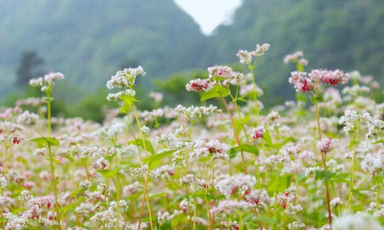 Buckwheat flower season is a must-see when visiting the highlands of Ha Giang.