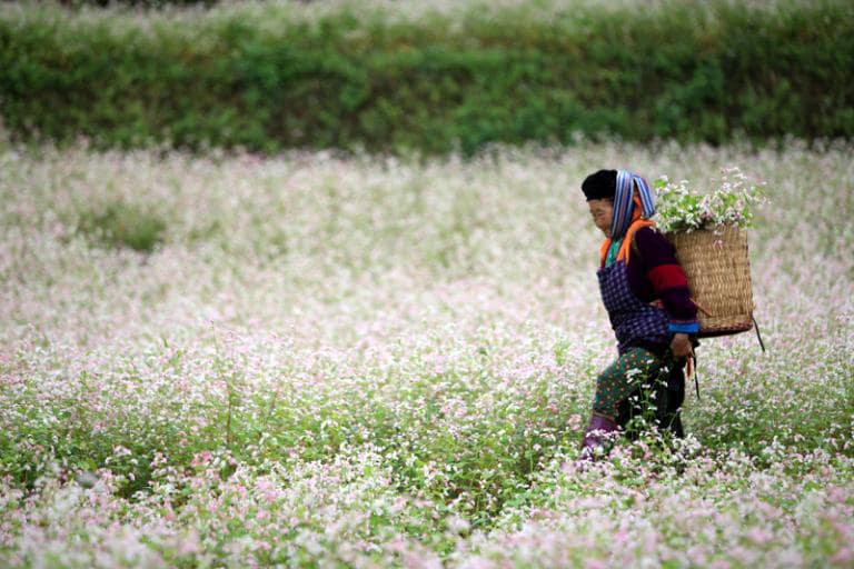 Pho Cao Commune becomes even more enchanting during the buckwheat flower season.