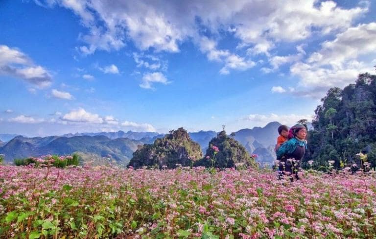 Amidst the rugged stone plateau, the delicate buckwheat flowers add a gentle beauty to the wild landscape.