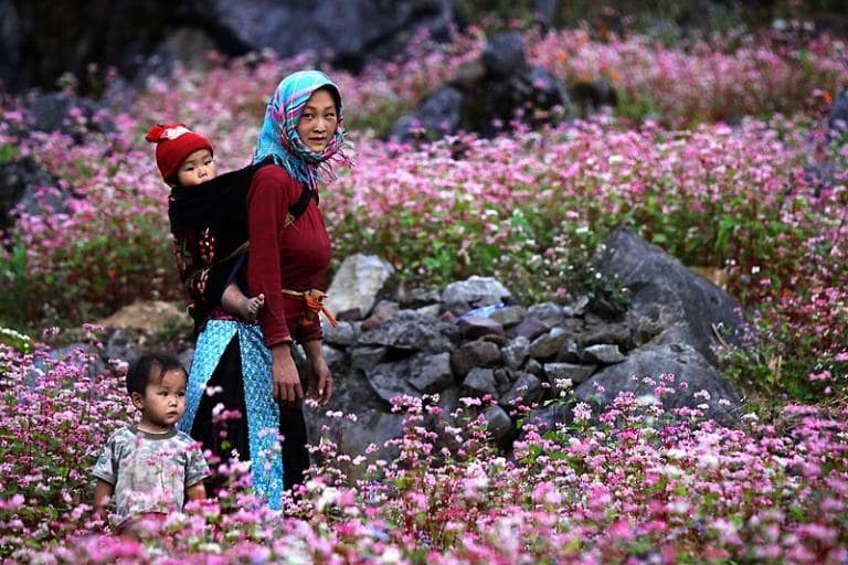 Tiny yet resilient, the blooming buckwheat flowers paint Ha Giang’s rocky highlands in soft pastels.