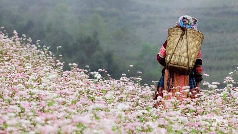 Buckwheat's versatility benefits highland communities, providing food, flour, and natural remedies for daily needs.