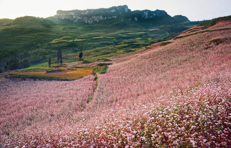 Ha Giang's buckwheat flowers bloom with tales of hope, beauty, and cultural significance.