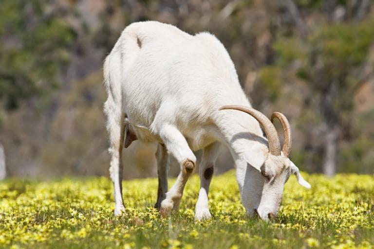 The distinct flavor of Ninh Bình goat meat comes from free-range goats fed on herbs from rocky terrains.