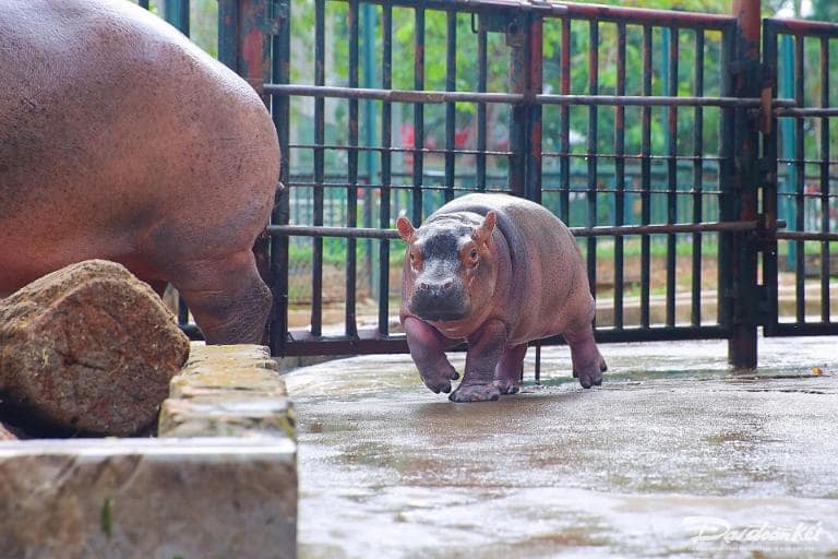 Hanoi Zoo, a 20-hectare family-friendly spot, features 600 animals and fun activities