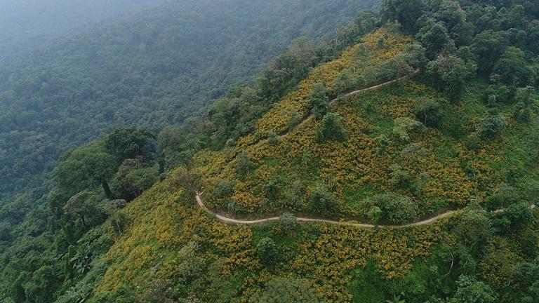 Ba Vi National Park in the daisy season offers a breathtaking, poetic view of golden flowers blooming across lush hills.