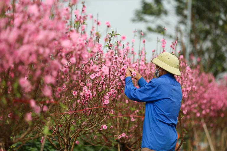 Nhat Tan Village is famous for its beautiful peach blossom gardens, representing Hanoi’s culture