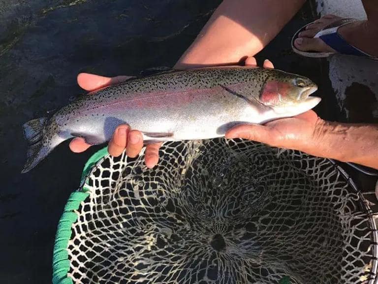 Locally farmed salmon boasts firm, pink flesh that retains flavor and texture in hotpot dishes