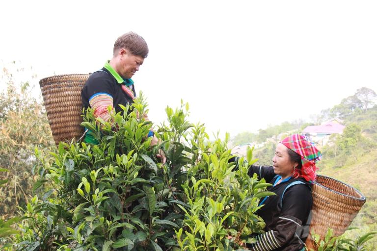 Witness the Dao people's rich traditions as they expertly harvest tea leaves amidst breathtaking scenery.