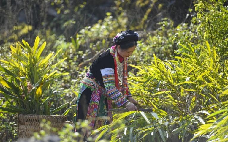 Immerse yourself in the local culture as the Dao people share their heritage through tea picking traditions.