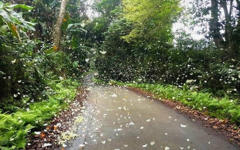 Cuc Phuong National Park