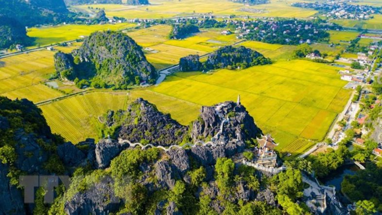 View from Mua Cave overlooking golden rice fields and limestone mountains in Tam Coc during peak harvest season.