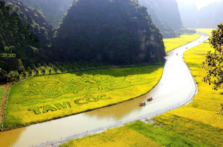 Ninh Binh Rice Fields