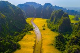 Ninh Binh Rice Fields