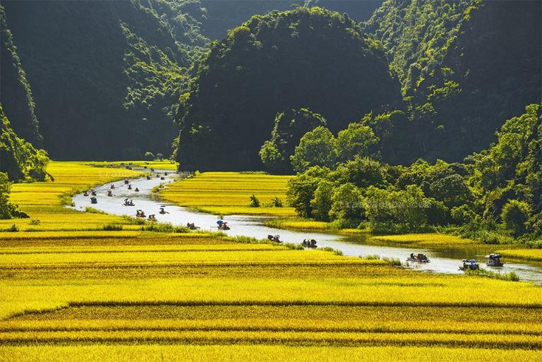 Ninh Binh Rice Fields