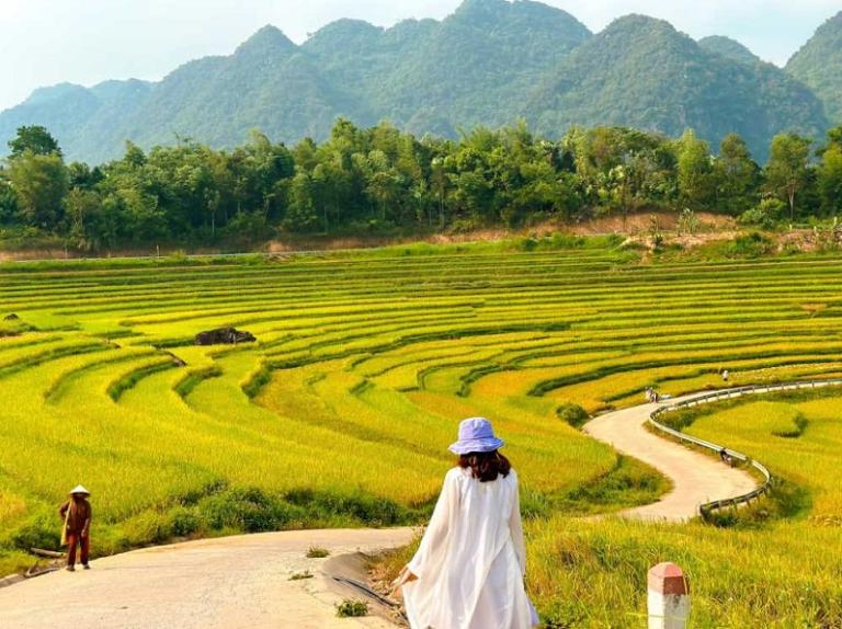 Rice Terraces in Vietnam