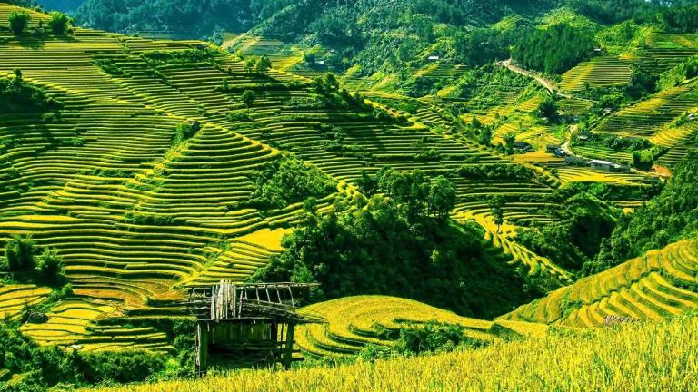 Rice Terraces in Vietnam