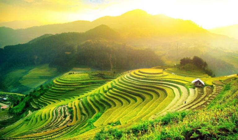 Rice Terraces in Vietnam