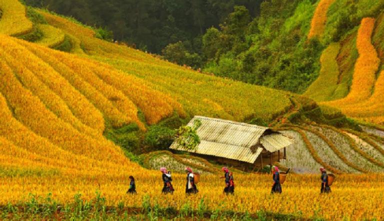 Rice Terraces in Vietnam