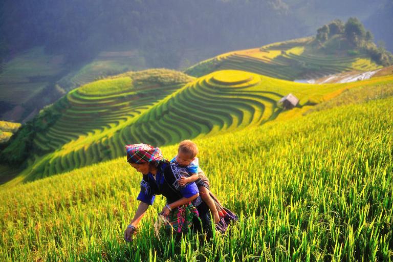 Rice Terraces in Vietnam