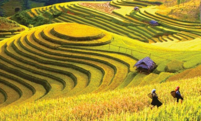 Rice Terraces in Vietnam