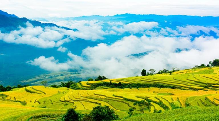 Rice Terraces in Vietnam