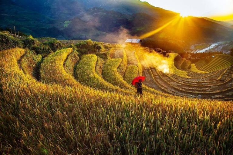 Rice Terraces in Vietnam