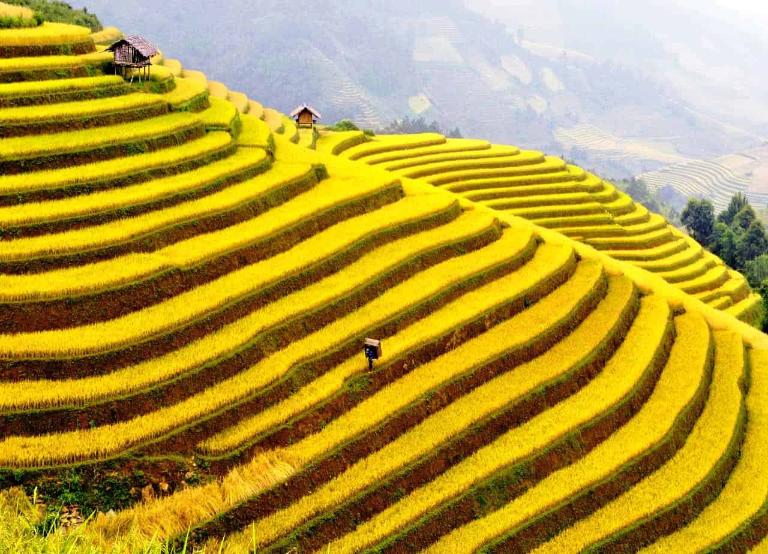 Rice Terraces in Vietnam