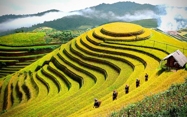 Rice Terraces in Vietnam