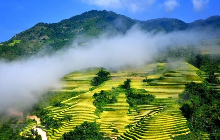 Rice Terraces in Vietnam