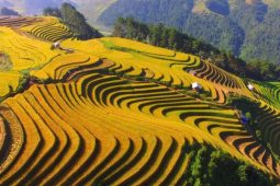 Rice Terraces in Vietnam