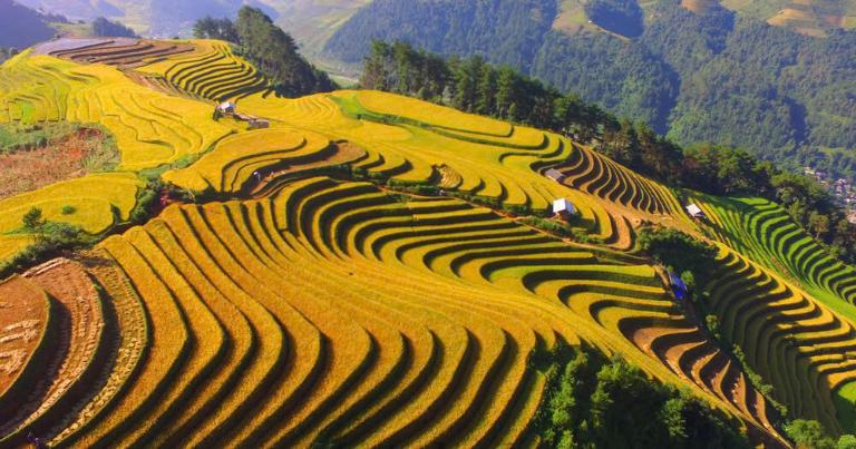 Rice Terraces in Vietnam