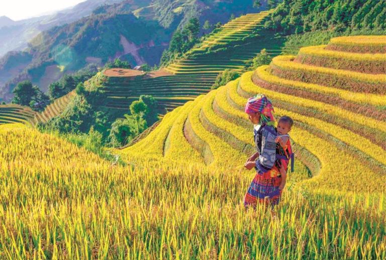 Rice Terraces in Vietnam