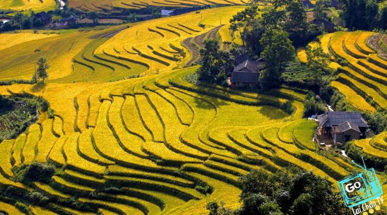 Rice Terraces in Vietnam