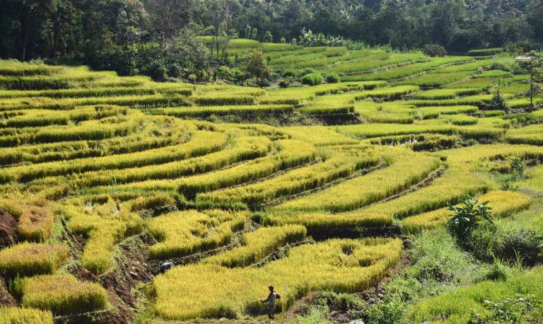 Rice Terraces in Vietnam