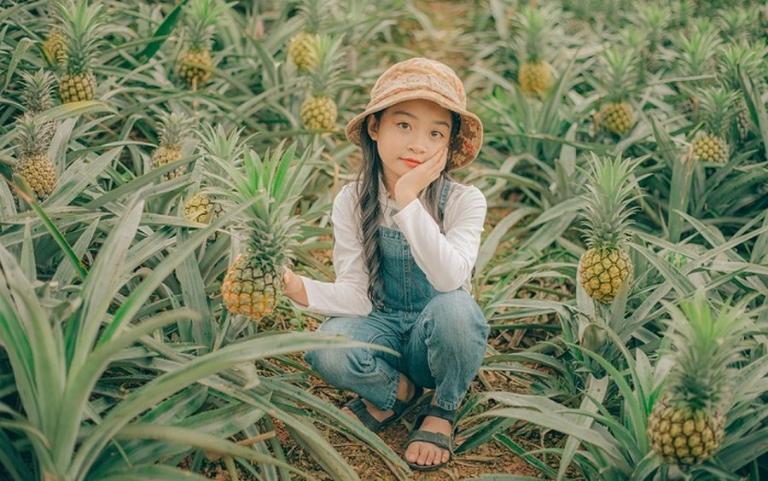 Tam Diep Pineapple Hill